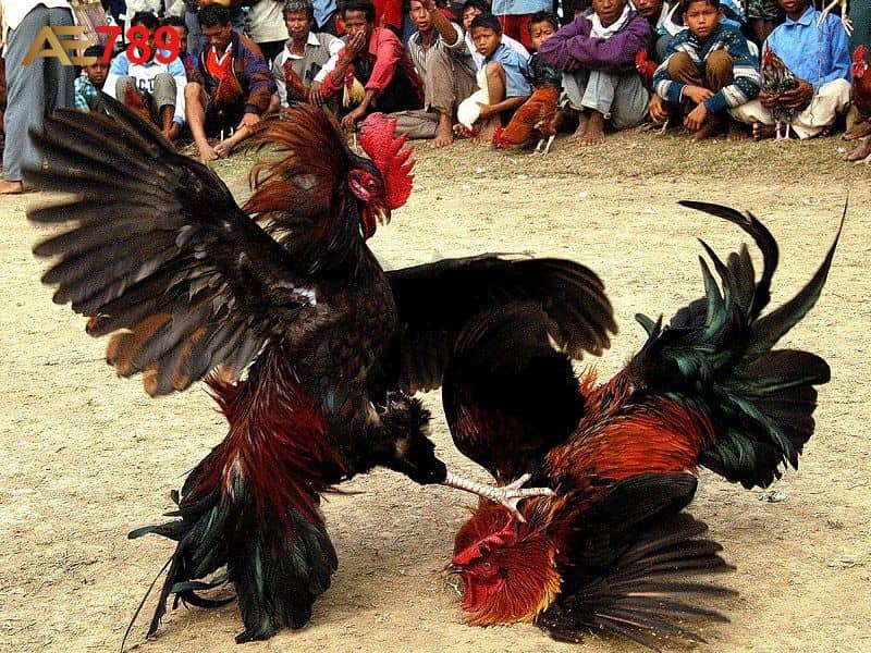 Đá gà cựa tròn được trang bị thêm cựa vô cùng bén Đá gà cựa tròn được trang bị thêm cựa vô cùng bén