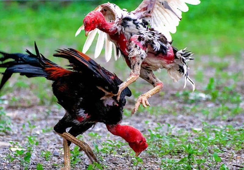 Dùng thuốc bổ cho gà đá giúp tăng cường thể chất Dùng thuốc bổ cho gà đá giúp tăng cường thể chất